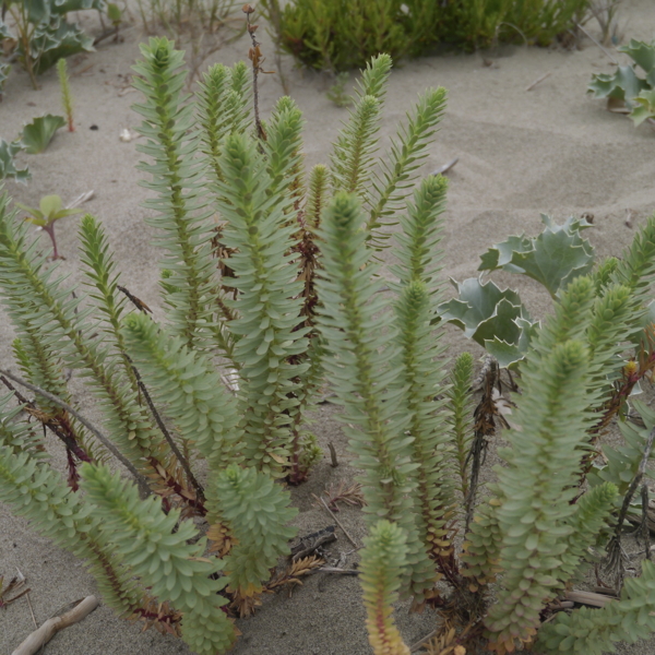 Sea Spurge, Strand-Wolfsmilch