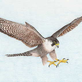 Peregrine Falcon Dive by Terry Sohl - Drawing All Drawing
