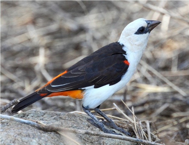 White headed buffalo weaver