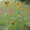 Yellow cone flower