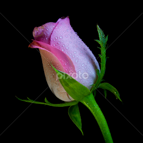 by Chandra Mouli Roy Chowdhury - Flowers Flower Buds