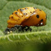 Pupa of seven-spot ladybird