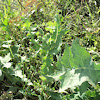 Spiny Sow Thistle