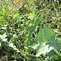 Spiny Sow Thistle