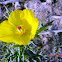 Prickly Poppy