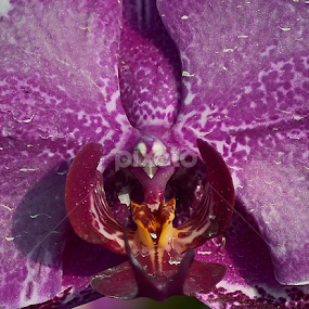 the orchid flower by Justani Joni - Flowers Flower Gardens