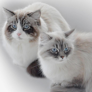 Norwegian Forest Wallpapers.apk 1.0