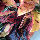 variegated croton