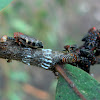 Gum-leafhopper