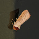 Datana moth