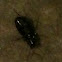 Black beetle 