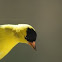 American Goldfinch