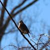 Eastern Bluebird