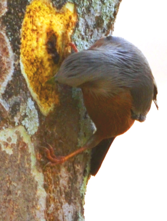Chestnut-Tailed Starling