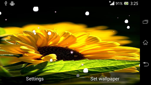 免費下載個人化APP|Sunflower live wallpaper app開箱文|APP開箱王