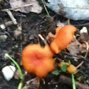 Fading Scarlet Waxcap Mushroom