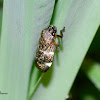 Spittlebug