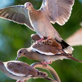 Crowded Airport by Robert Marquis - Animals Birds