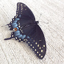 Eastern Black swallowtail ( female)