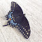 Eastern Black swallowtail ( female)