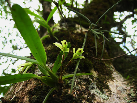 Orquidea epifita | Project Noah