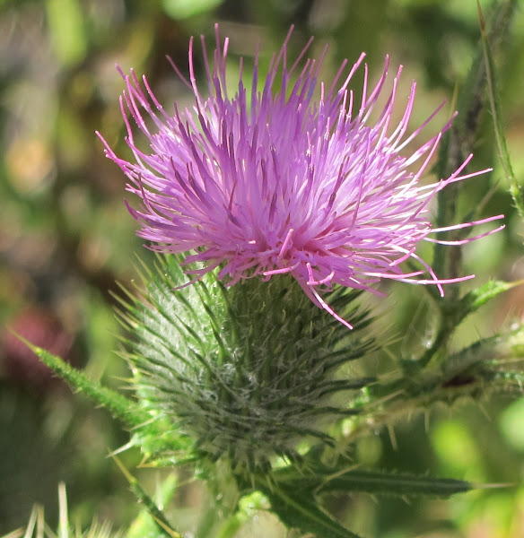 Bull Thistle | Project Noah