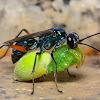 Blue Spider wasp