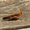 grasshopper with wings