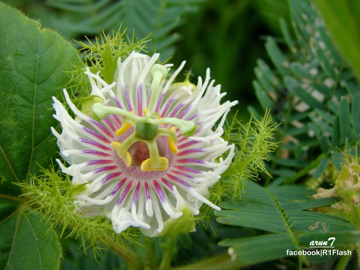 Bush Passion flower, wild water lemon,stinking passionflower, love-in-a-mist
