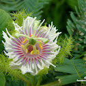 Bush Passion flower, wild water lemon,stinking passionflower, love-in-a-mist