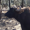 Ox, steer