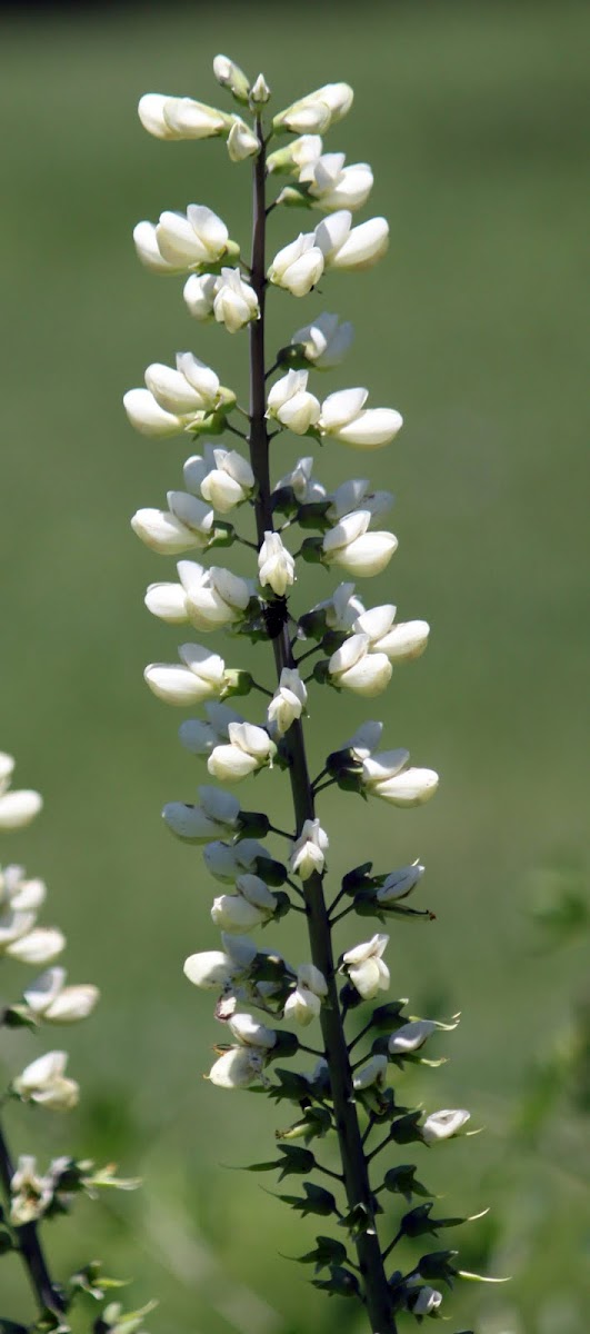 White Wild Indigo Project Noah