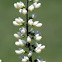 White Wild Indigo