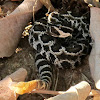 (Juvenile) Southern Pacific Rattlesnake