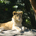 African Lion ♂