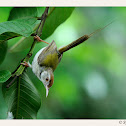 Common Tailorbird