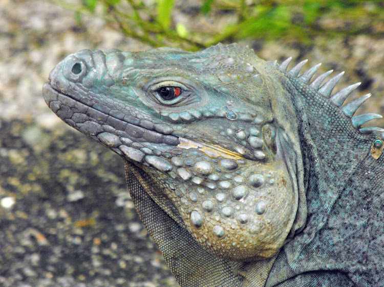 A blue iguana at the Queen Elizabeth II Botanical Gardens on Grand Cayman Island.