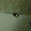 Firefly/Lightning Bug