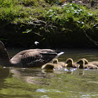 Greylag goose and goslings