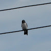 White-Breasted Woodswallow