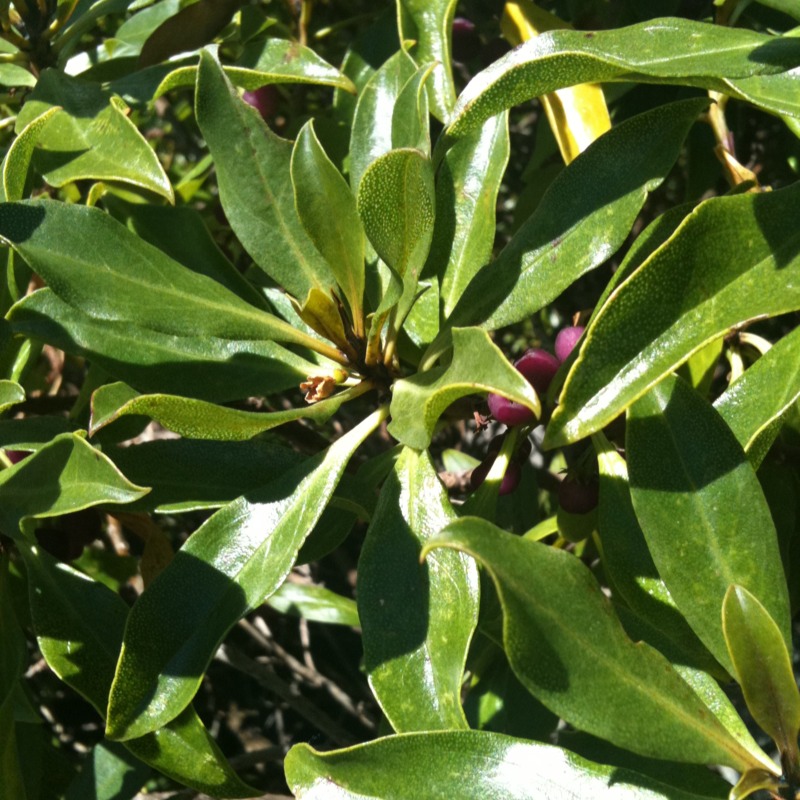 Ngaio (Myoporum laetum)