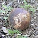 Two color  Puffball