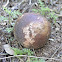 Two color  Puffball