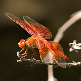 Orange Dragon by Patrick Flood - Animals Insects & Spiders