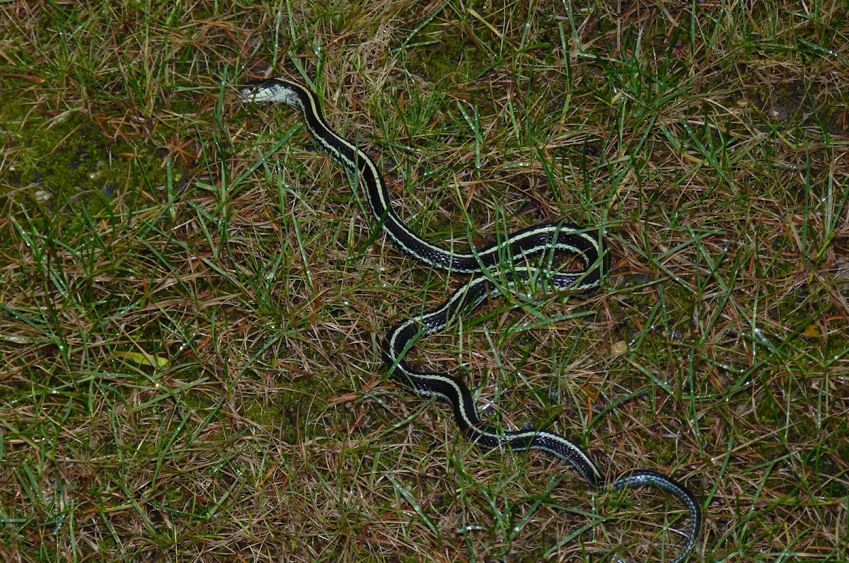 Common Garter Snake  (Thamnophis sirtalis)
