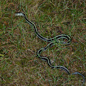 Common Garter Snake  (Thamnophis sirtalis)
