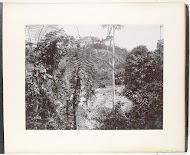 Gezicht op het woud, Rimhoen Estate, Sumatra (Waldparthie Rimhoen Estate)