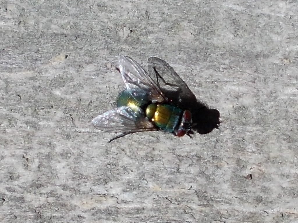 Hairy maggot blow fly