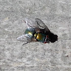 Hairy maggot blow fly