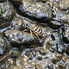 Eastern Yellow Jacket